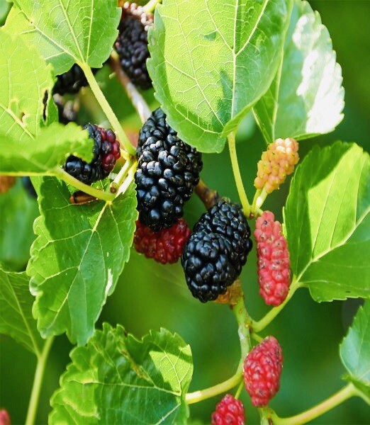 1 PACK 4” POT DWARF MULBERRY TREE GREENHOUSE BEST GIFT LIVE PLANT GUARANTEED gallery