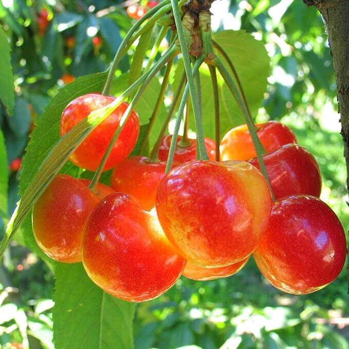10+ BLACK /RAINIER CHERRY SEEDS | SWEET EDIBLE FRUIT | USA Native Tree gallery