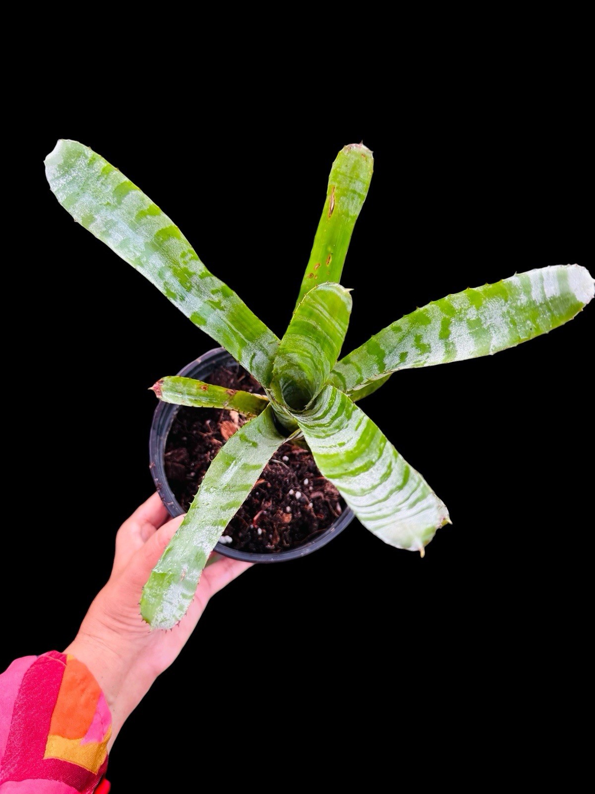Aechmea Green Chantini Silver White Banded Tropical Beauty Collector gallery