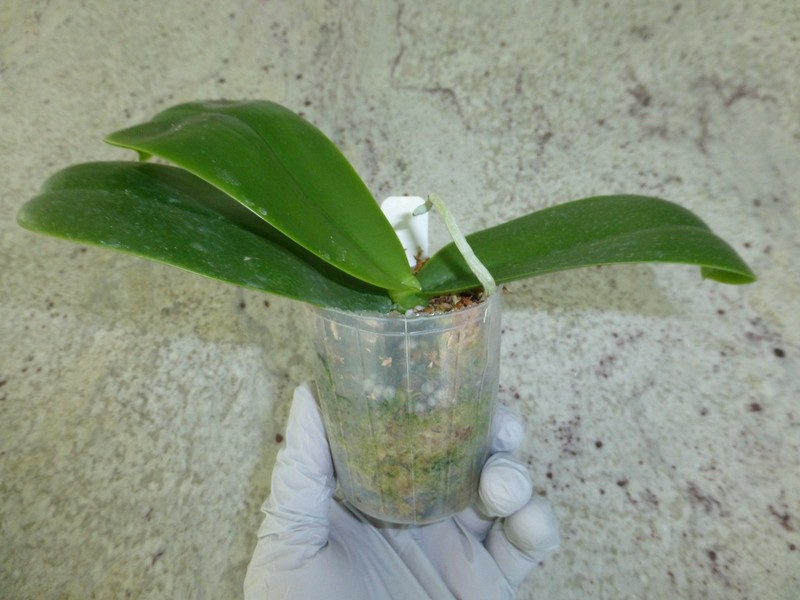 Fragrant Orchid Phalaenopsis Phal. cornu-cervi × Hawaii Dragon Girl In 3" Pot gallery