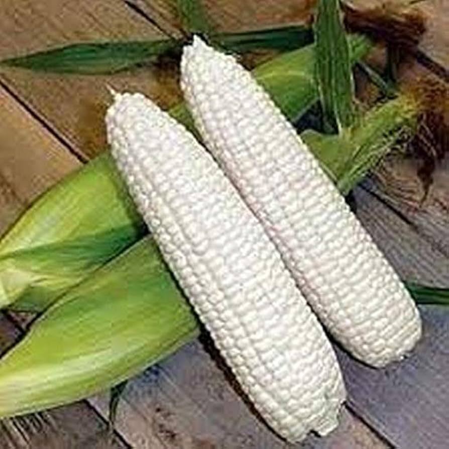 Boone County White Dent Sweet Corn Seeds, White Sweet Corn, Heirloom, FREE SHIP gallery