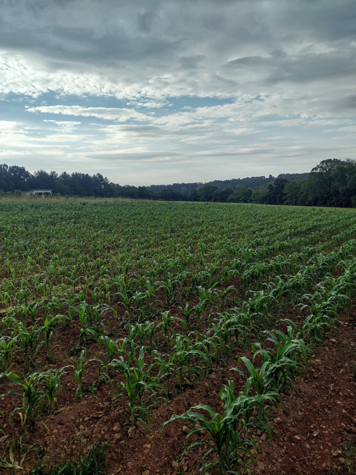 Jimmy Red Corn - Heirloom Dent Corn Seed or For Milling - 1 pound Avg 1,400 Seed gallery
