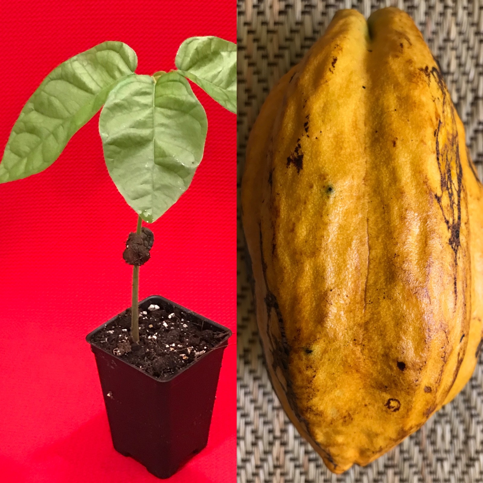 FORASTERO Jaco Jaca Variety Theobroma Cacao Cocoa Chocolate Fruit Tree Potted Pl gallery