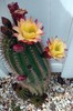 Cactus/Succulent Cutting - #57 gallery