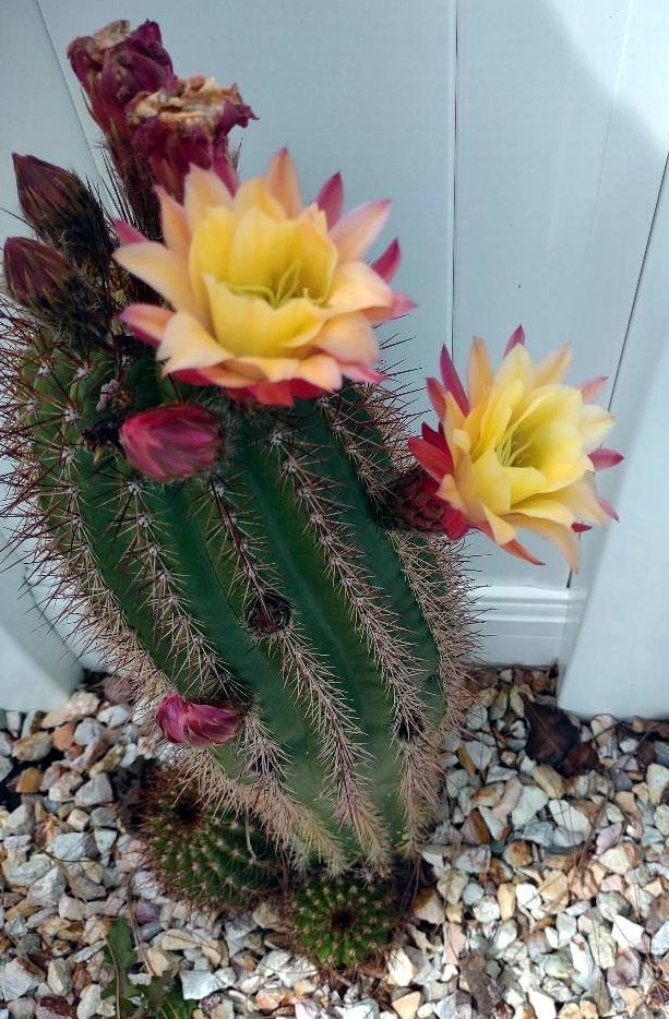 Cactus/Succulent Cutting - #57