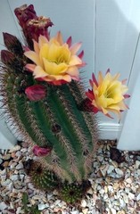 Cactus/Succulent Cutting – #57