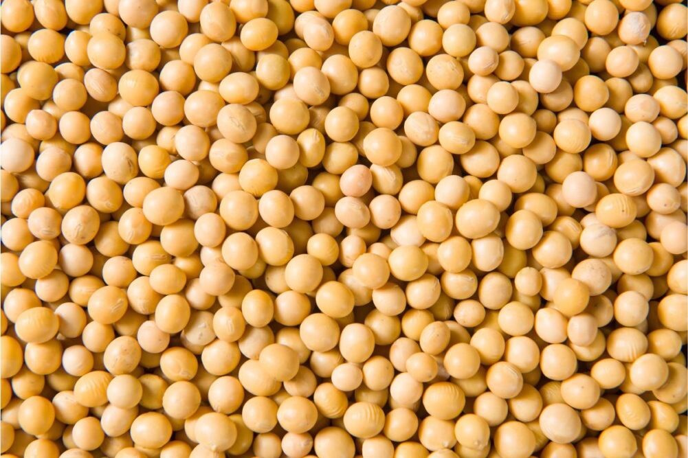 22 lbs Premium Non-GMO Soybeans (Newest Crop) gallery