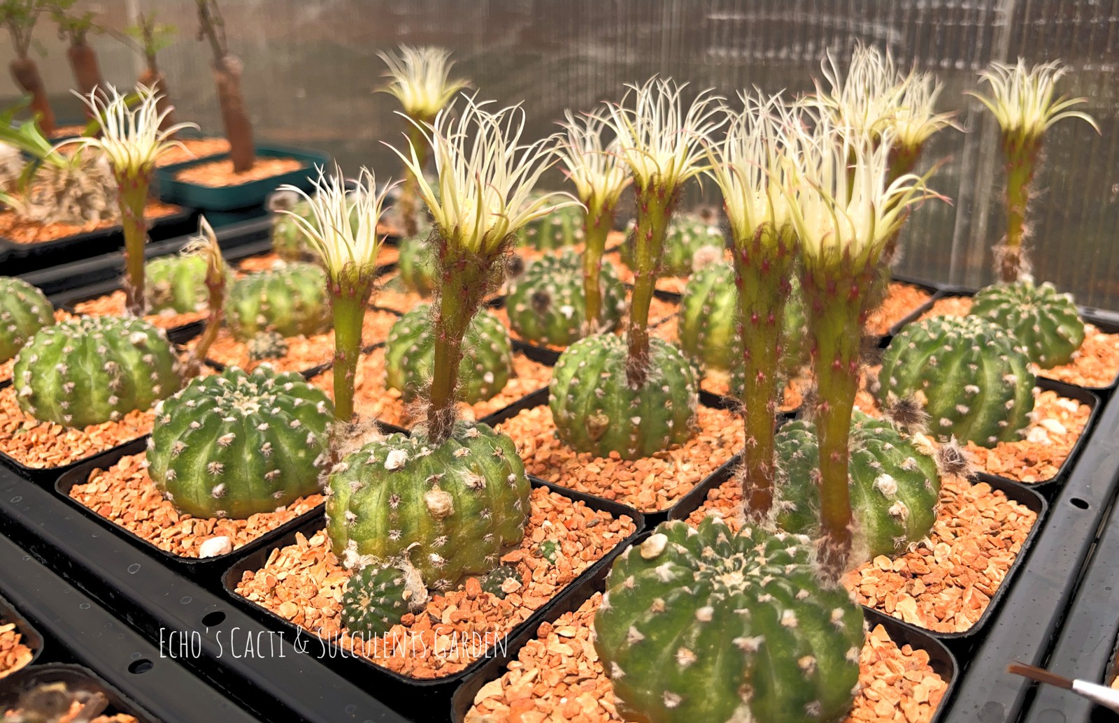 Cactus- Lobivia 'Shinshowa' 2.75" pot (white flower) gallery