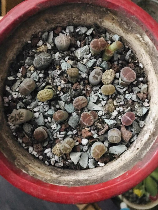 40pc Living stone Lithops succulent plant Size (0.2-0.3)inch bare Root-shipping gallery