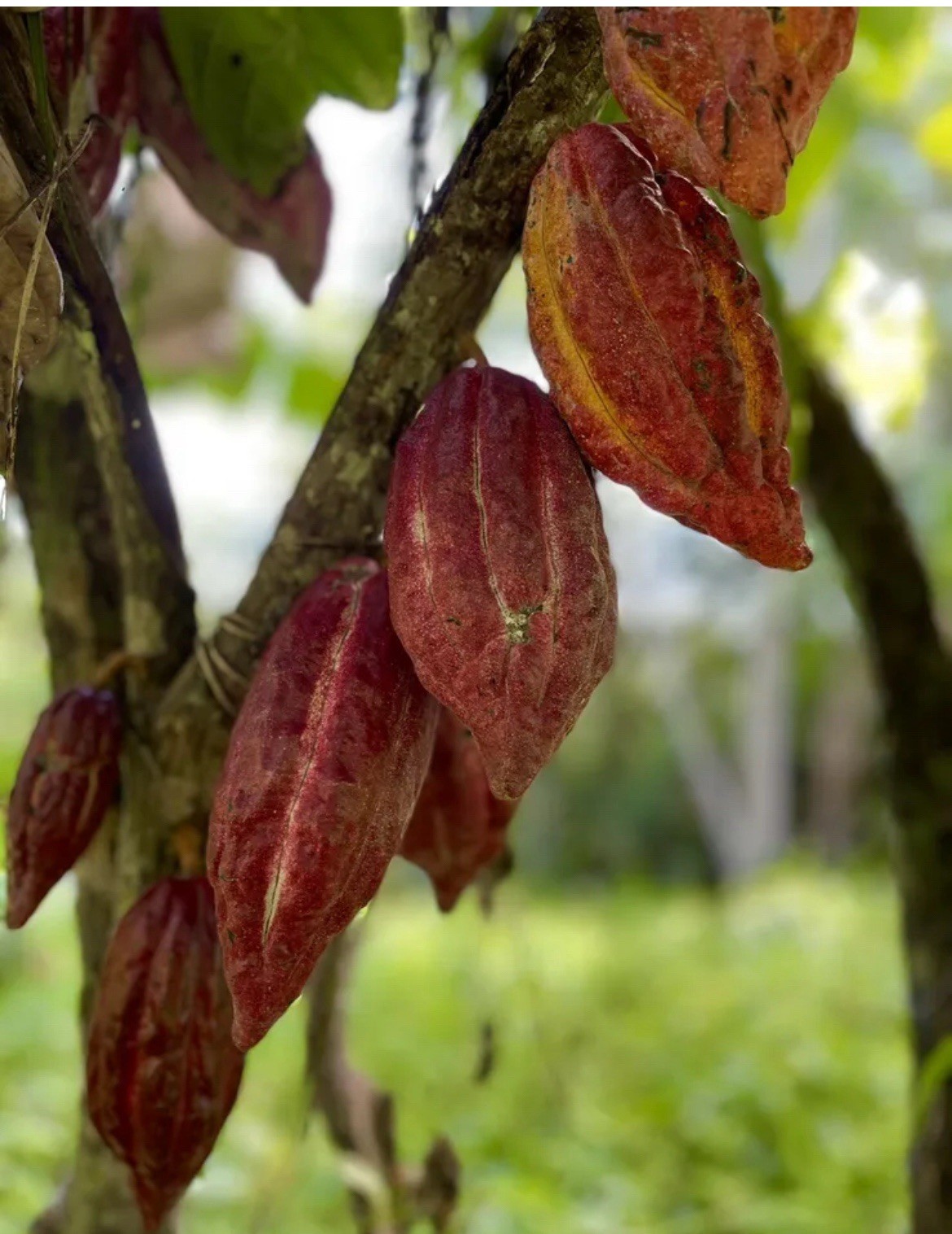 15 Germinated Red Trinitario Cacao Seeds | Theobroma cacao – Rare Chocolate gallery