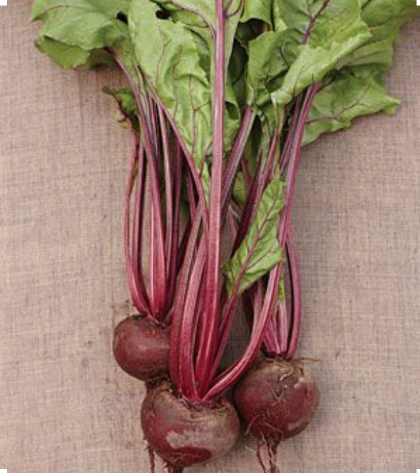 200 Early Wonder Beet Seeds-Open Pollinated-Non GMO-Organic gallery