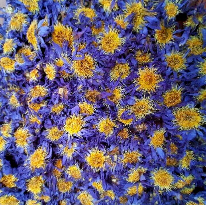 Dried Blue Lotus Flower Nymphaea Caerulea Natural Hand Picked Herbal Flowers *** gallery