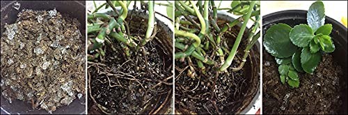 Soil Vigor 1 Pound Super Absorbent Polymer for Indoor Outdoor Plants gallery