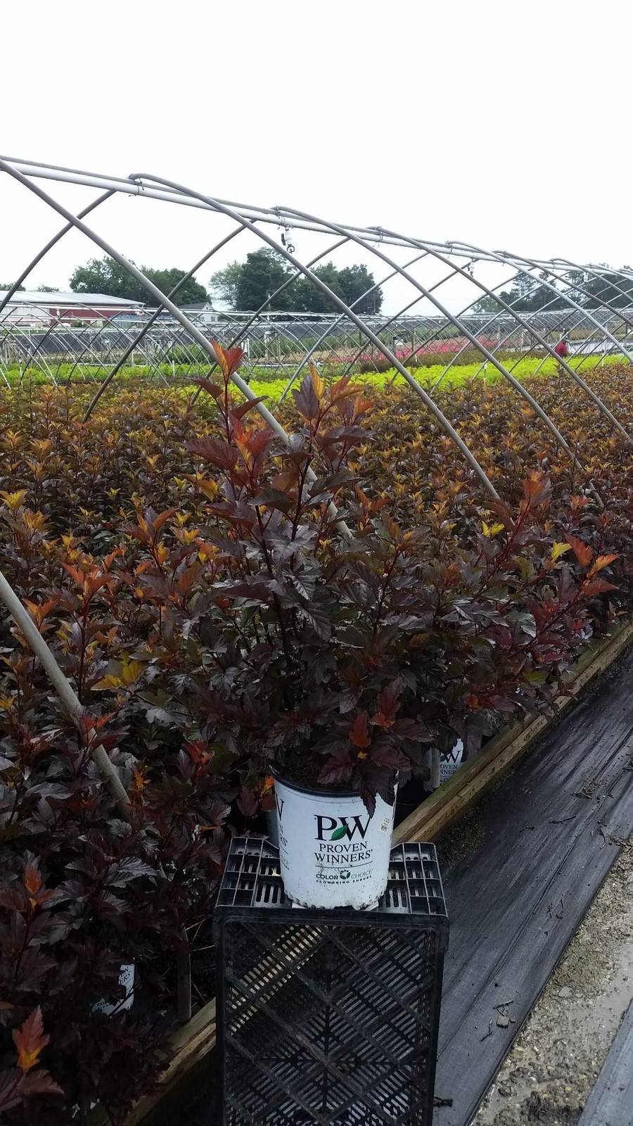 Physocarpus op. Ginger Wine (Ninebark) Shrub, 3-Size Container, White Flowers gallery