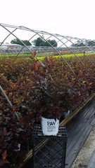 Physocarpus op. Ginger Wine (Ninebark) Shrub, 3-Size Container, White Flowers