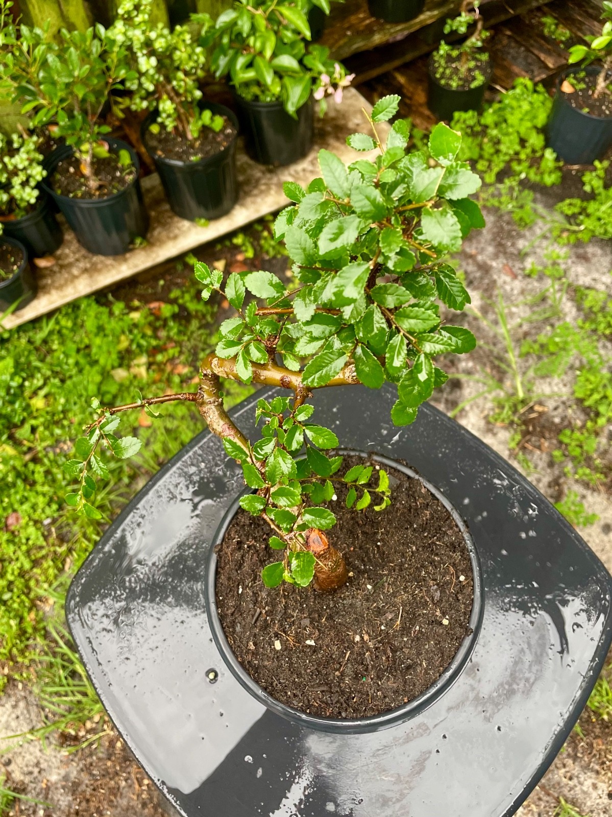 CHINESE ELM Pre-Bonsai /Bonsai S Tree Cold Hardy / Tiny leaves 5 years old gallery