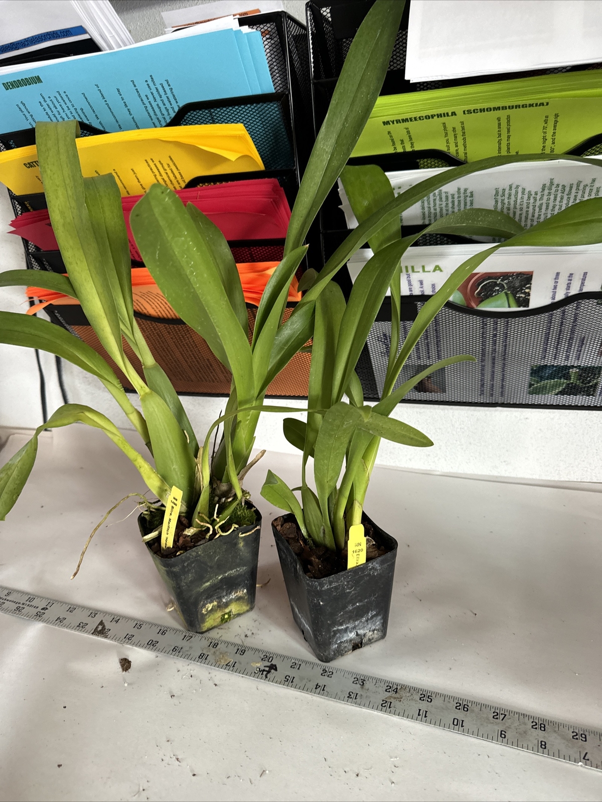 Beallara Marfitch 'Howard's Dream' Orchid Plant 4” Oncidium gallery