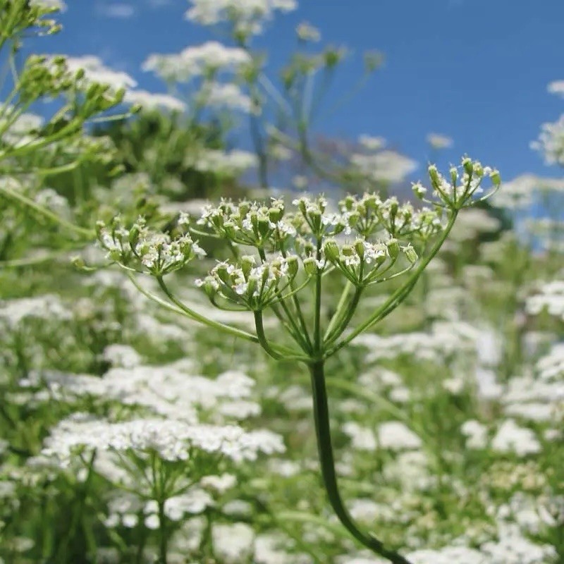 100+ Cumin Seeds For Planting (Cuminum cyminum) | non-GMO, Heirloom USA gallery