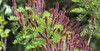 False INDIGO BUSH Amorpha Fruticosa - 150+ SEEDS gallery