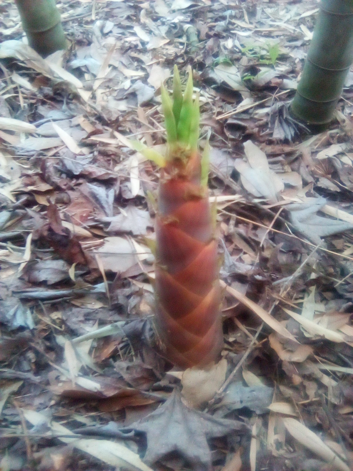 Japanese Hachiku Bamboo Live Plant gallery