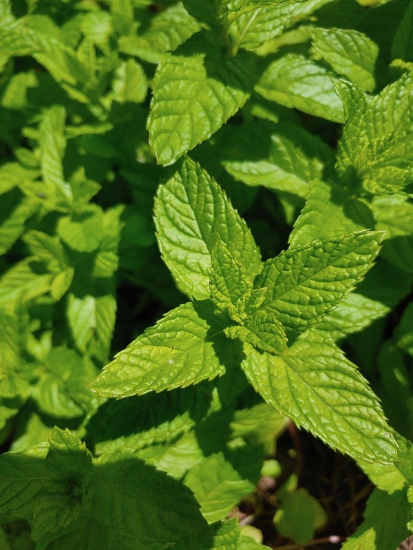Spearmints, Chocolate Mints Live menthol Mints herb plant seed Peppermints 15 gallery