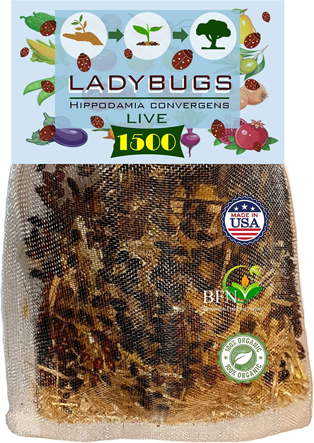 1500 Live Ladybugs for Garden - Good Bugs - Guaranteed Live Delivery! gallery