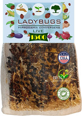 1500 Live Ladybugs for Garden – Good Bugs – Guaranteed Live Delivery!
