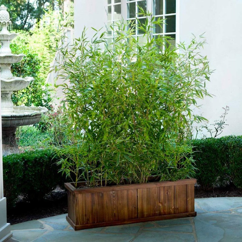 Bambusa “Lady Finger” Clumping Bamboo Plant – Large 1 Gallon Size 3+ Feet Tall gallery