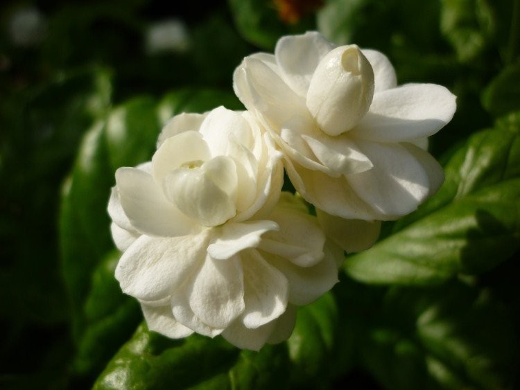Malitodd Pikul jasmine sambac gallery