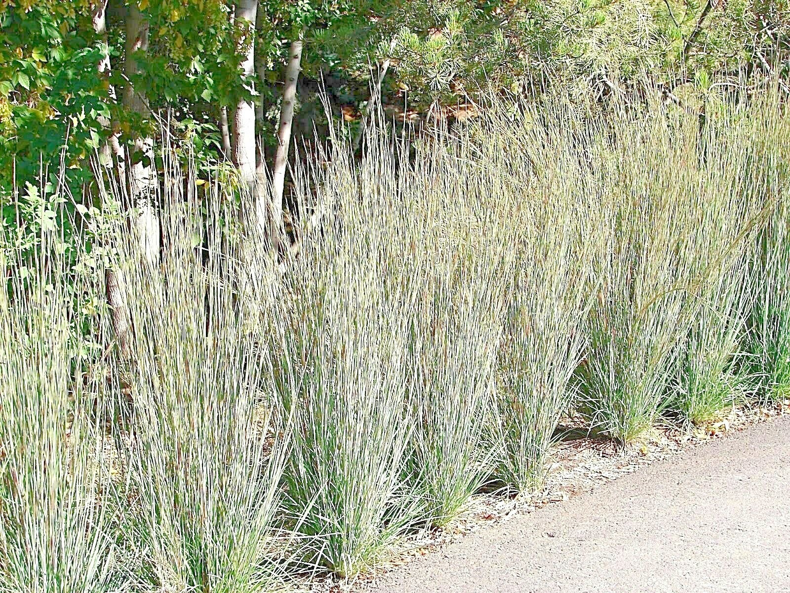 501+ LITTLE BLUESTEM Seeds Native Prairie Grass Ornamental Perennial Fall Colors gallery