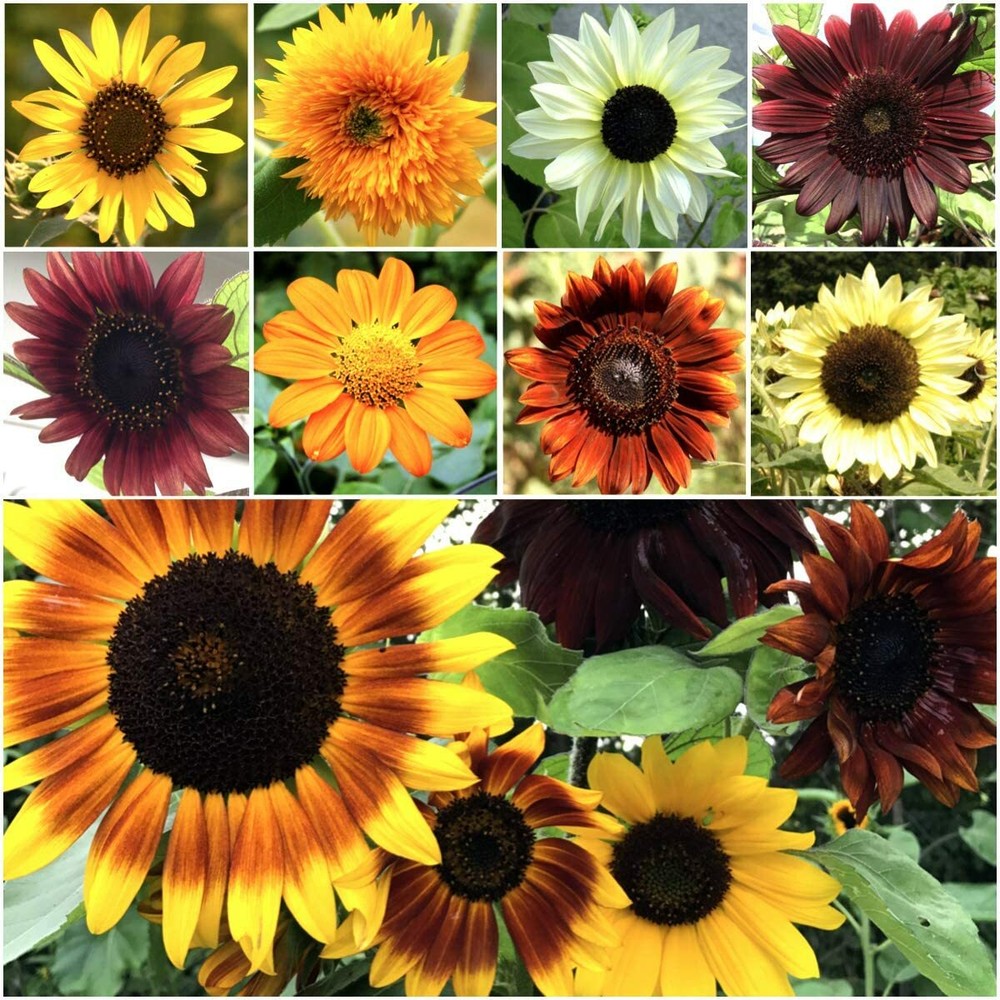 Bulk Sunflower Mix for Planting | 1000+ Heirloom Non-GMO Sunflower Mix gallery