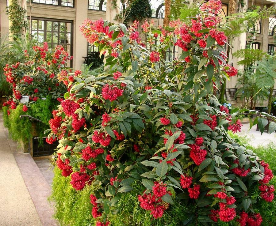 **CESTRUM NEWELLII RED** AKA Hummingbird Plant or Red Jasmine**Starter Plant gallery