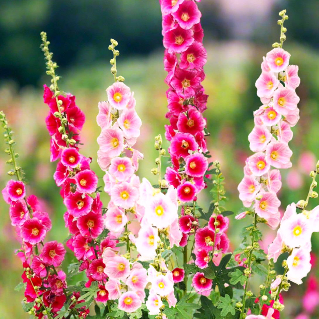 Single-Flowered Mix Hollyhocks Seeds | Alcea Rosea Holly Garden Flower Seed 2025 gallery