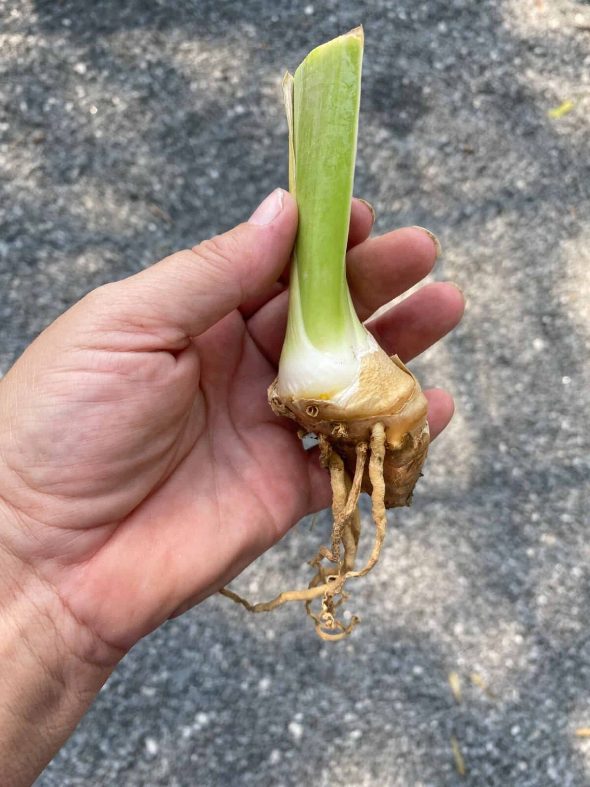 1 -MERCHANT MARINE Ruffled Blue GERMAN BEARDED IRIS Bulb Root Rhizome gallery