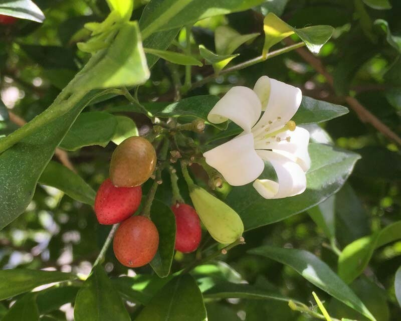 Murraya paniculata | Mock Orange Jasmine | Satinwood | 10_Seeds gallery