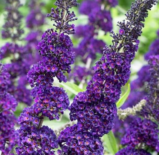 Buddleja Davidii 7 PURPLE BUTTERFLY BUSH 6” Live Flower Plant Unrooted Cuttings gallery