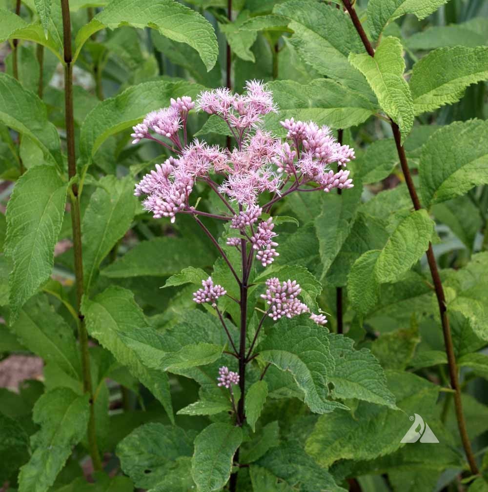 500 Joe Pyeweed, Spotted Flower Seeds Perennial Eutrochium maculatum gallery