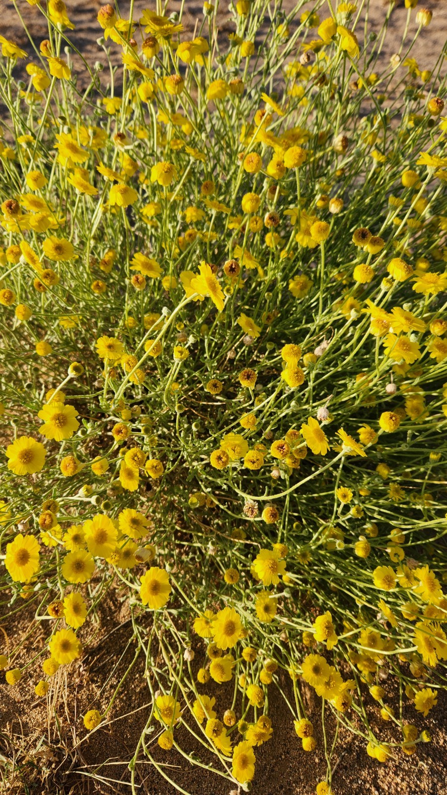 Desert Marigold (Baileya multiradiata) seeds from Mojave desert gallery