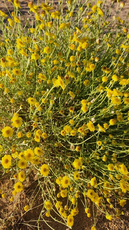 Desert Marigold (Baileya multiradiata) seeds from Mojave desert gallery