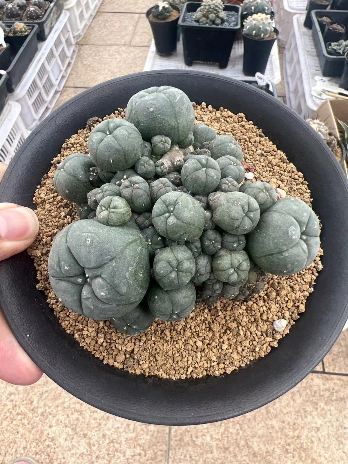 7-11CM LW selfroot Multi Heads Cactus PlantBeautiful Garden Décor Boutique gallery