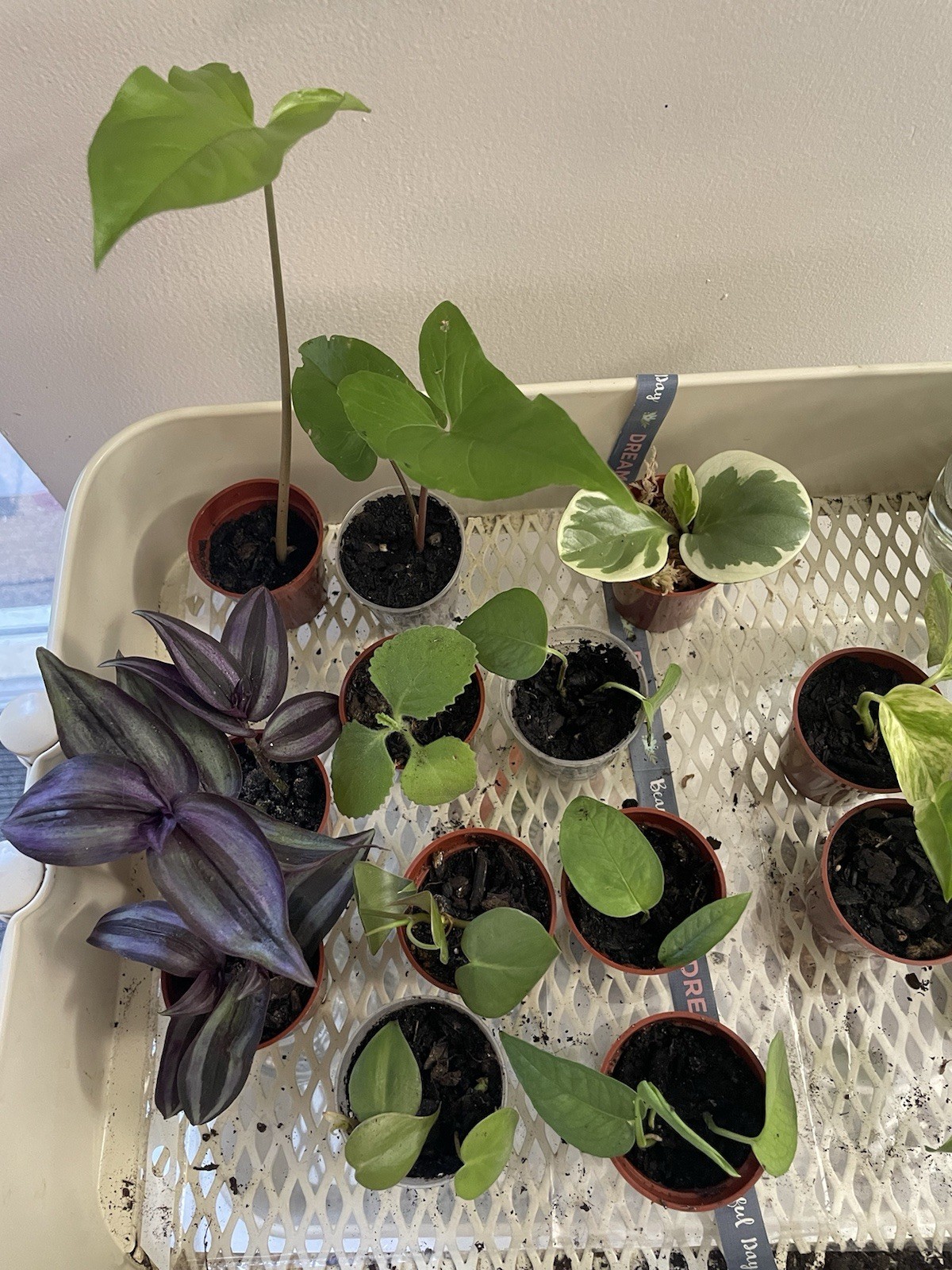 Mini Starts Live Plants In 2 Inch Pots, $3.50 Each gallery