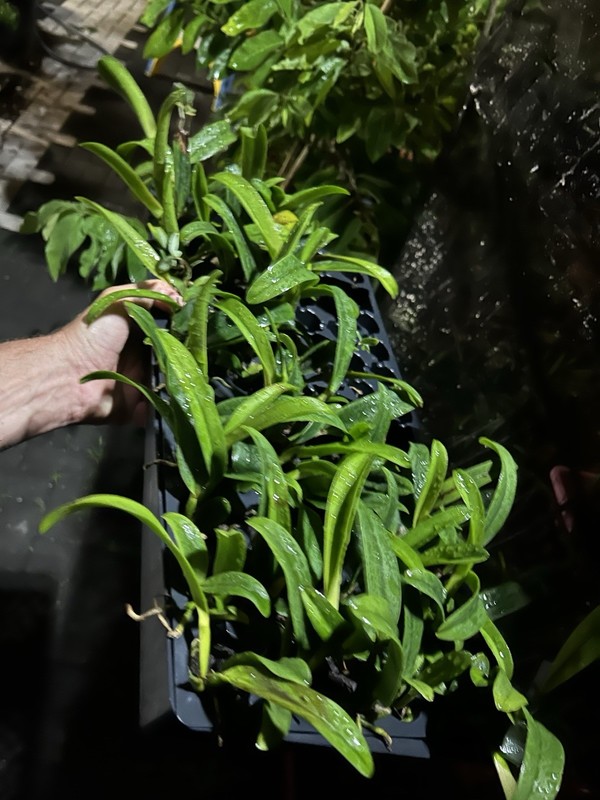 2 Different cattelaya Seedling Package, Orchids See photos For Names Vanda gallery
