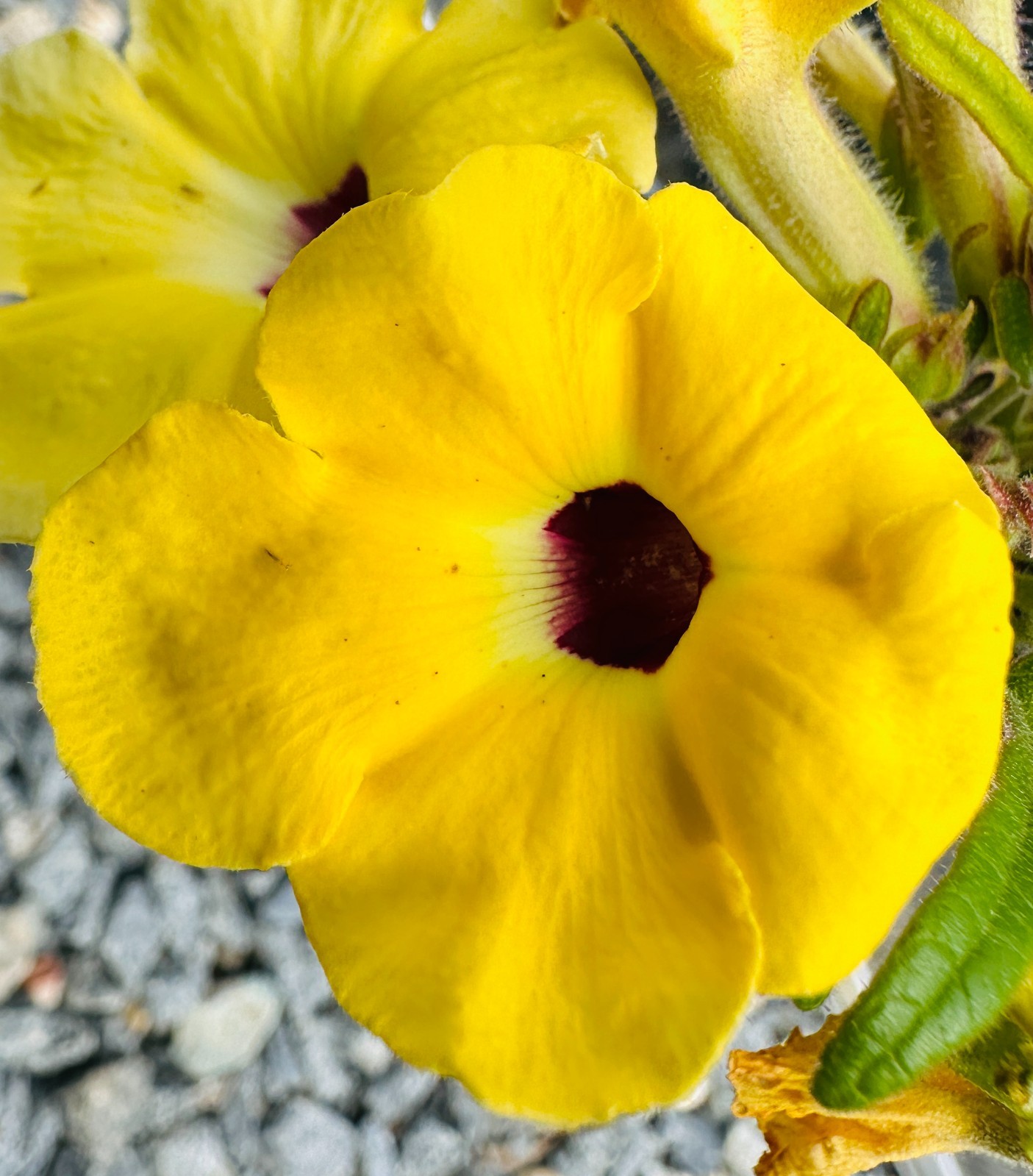 Uncarina decaryii gallery