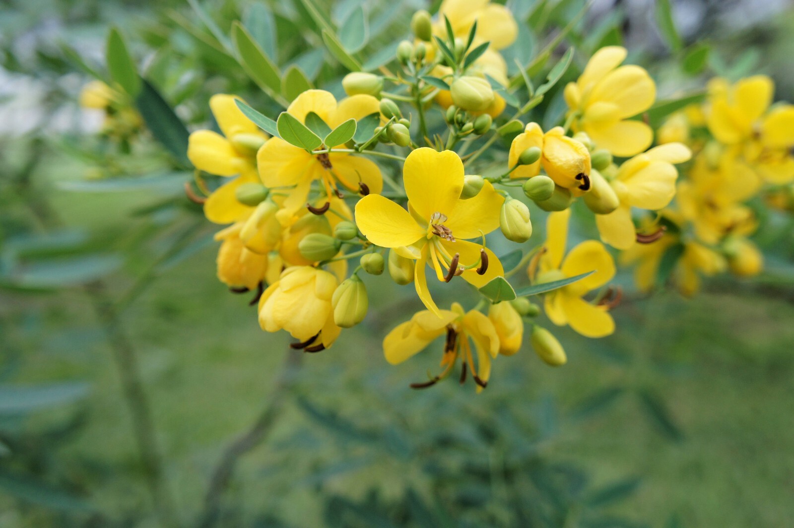 Cassia tora Wild Sensitive Plant Seeds- - 10 Seed Pack gallery