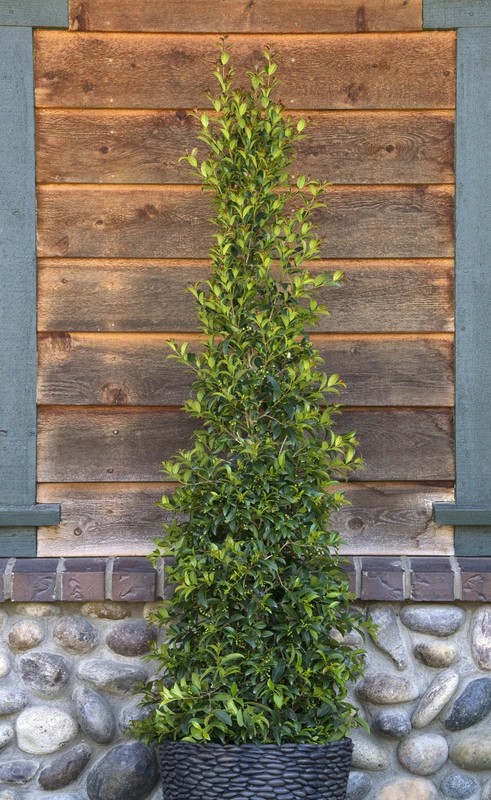 Dwarf Brush Cherry (Eugenia globulis) - 1 TC Plant Plug -1-3 in.- Edible/Topiary gallery