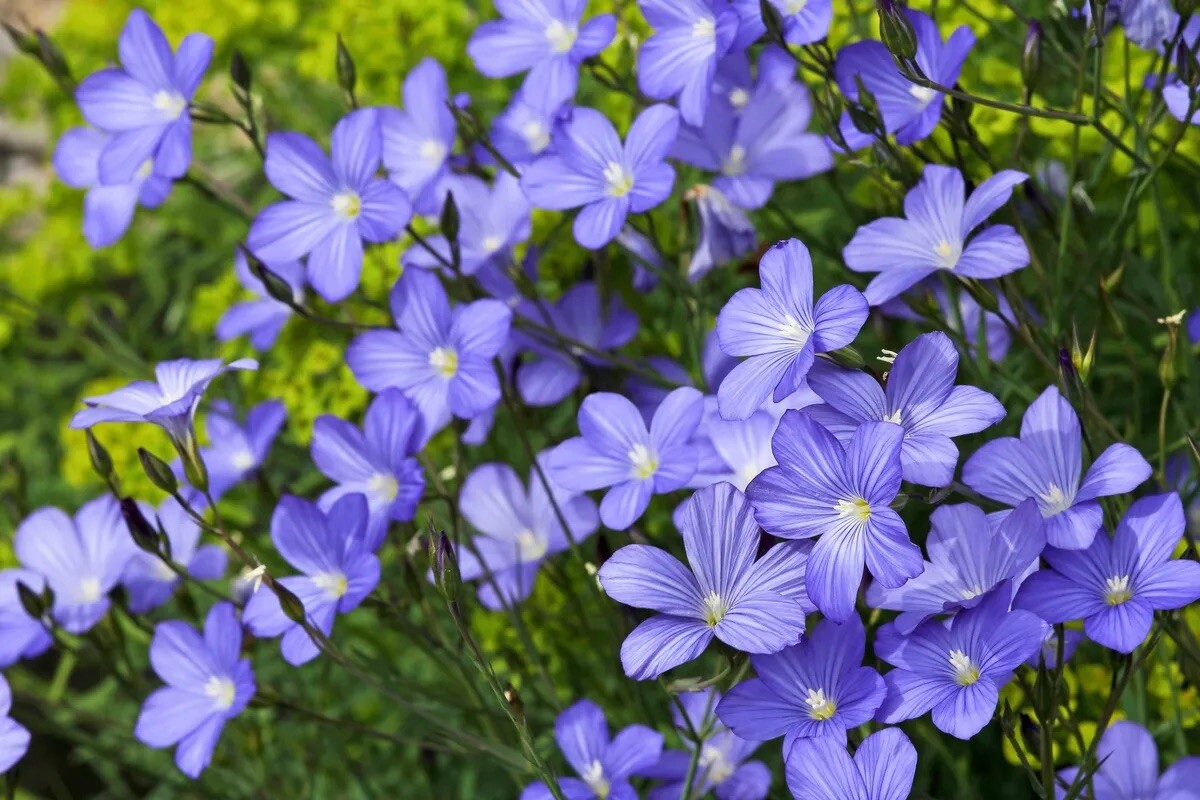 Brown Flax, Linseed, Linum Usitatissimum - 200 Seeds 2024 for planting - USA gallery
