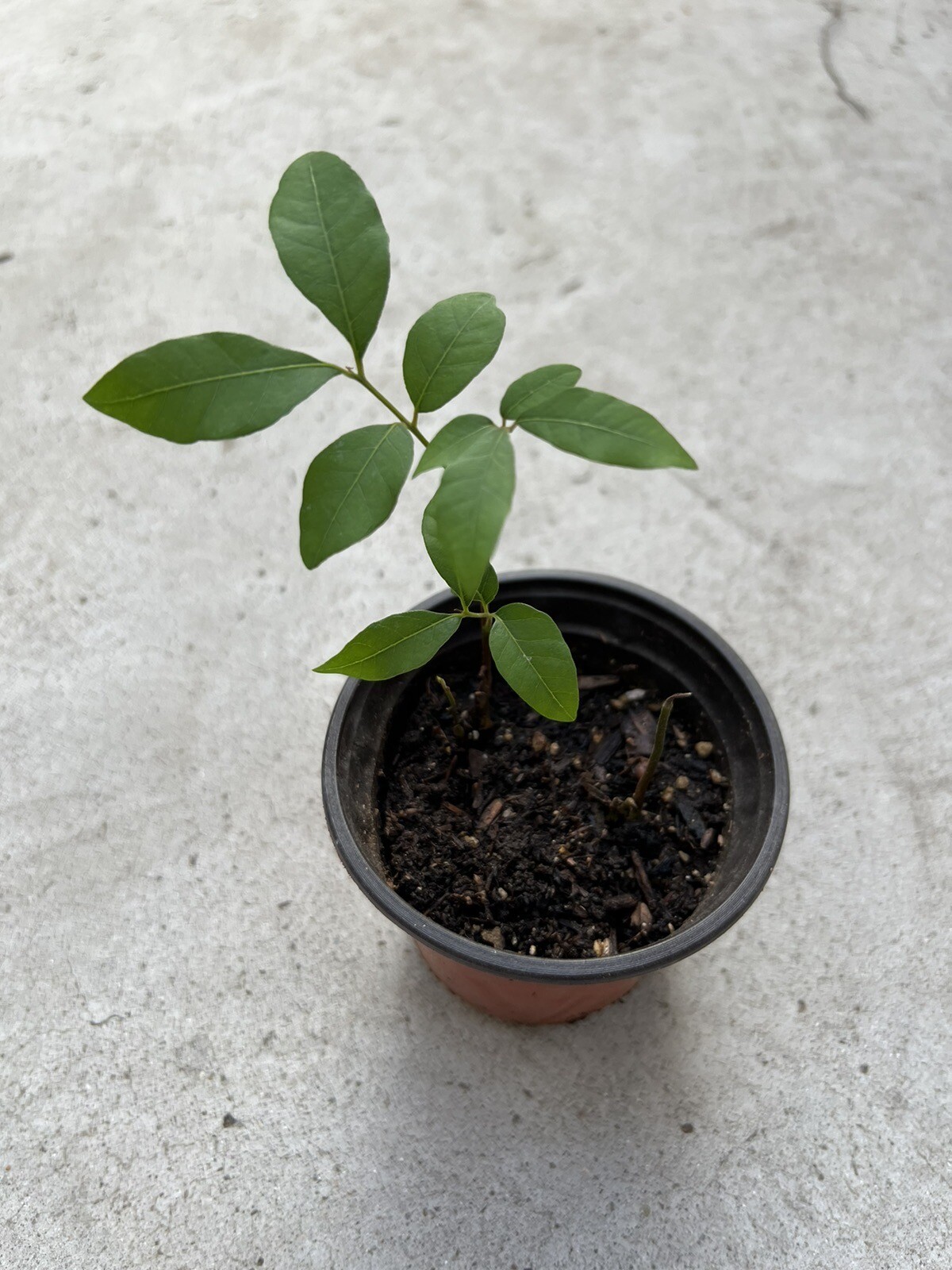 Florida Longan Tree 8” Dimocarpus Dragon Eye Seedling Tropical Live Plant gallery