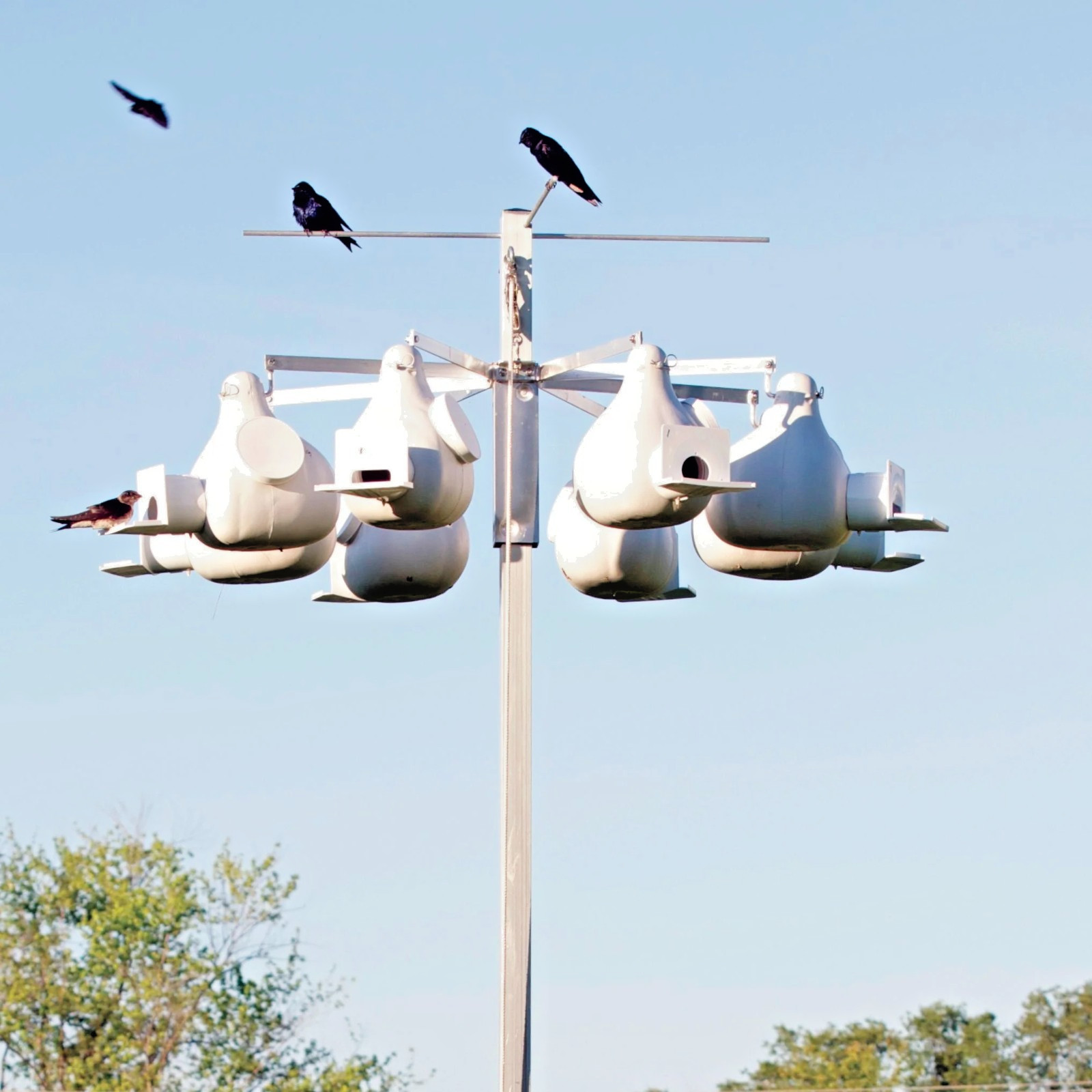 Troyer 8 unit Gourd Rack with 14 ft pole, pole guard and 8 vertical gourds gallery
