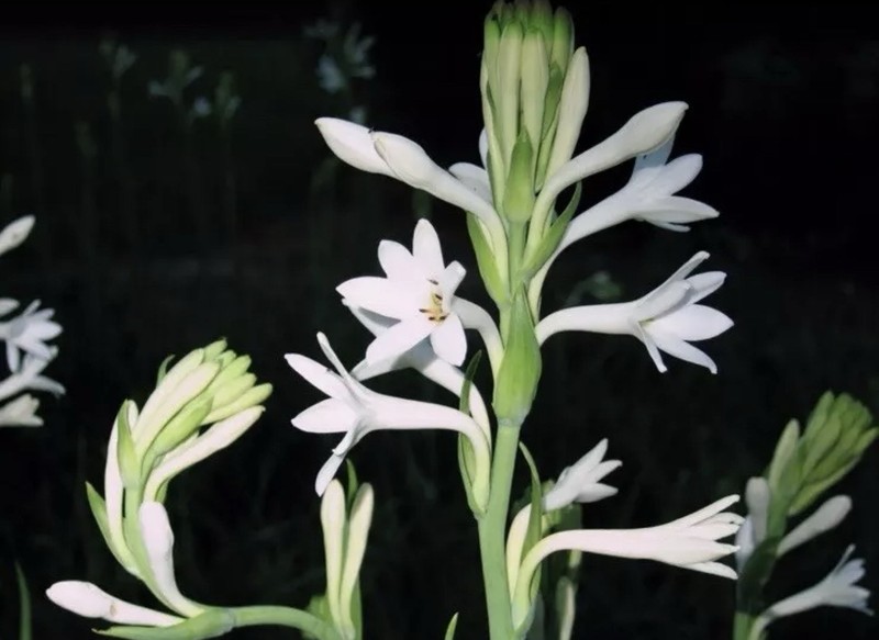 2 Clumps Tuberose, Bulbs 5+ Size Medium, Rooted &Sprouted Ready To Plant gallery