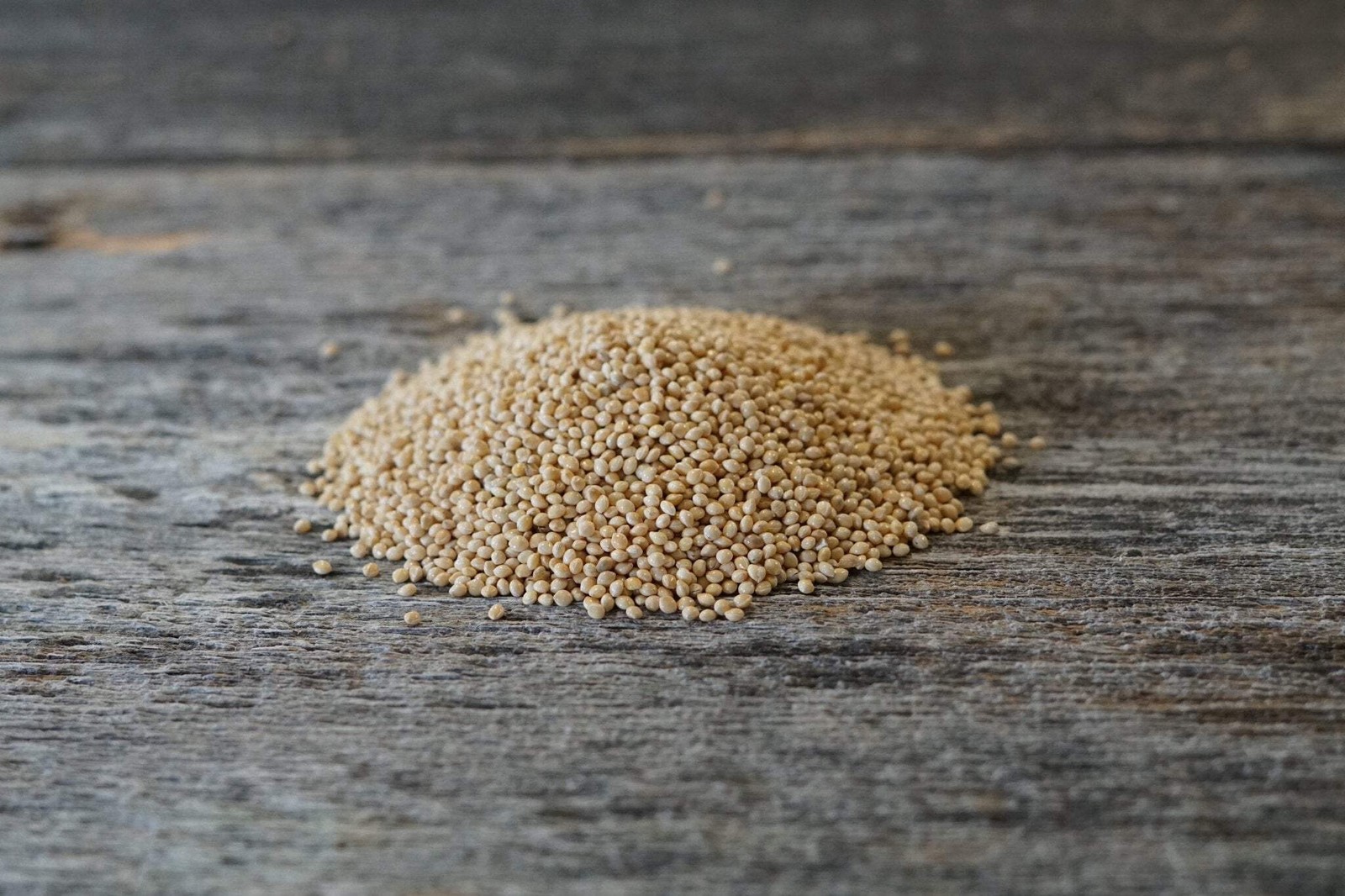 Proso Millet Seed | Deer Upland Birds Food Plots Late Season Grain Cover Habitat gallery